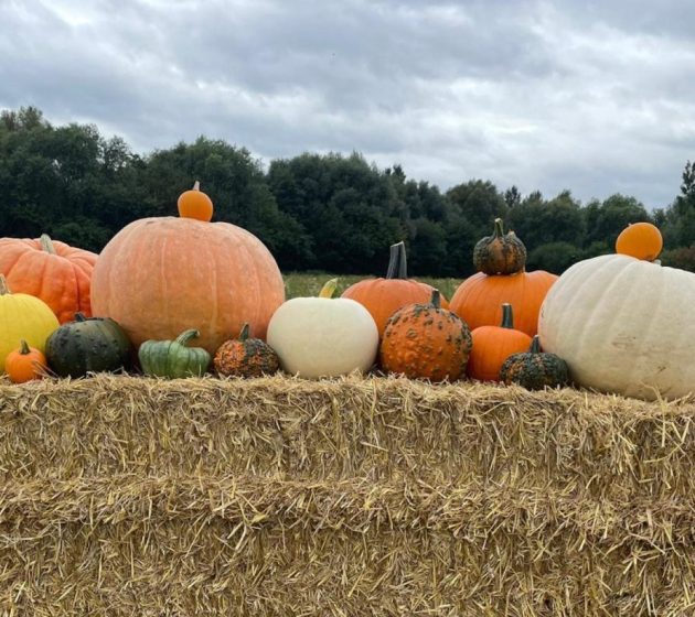 Pumpkin Patch